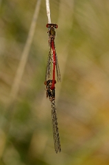 David Plant Photography - Wildlife Photography - Small red damselfly - B